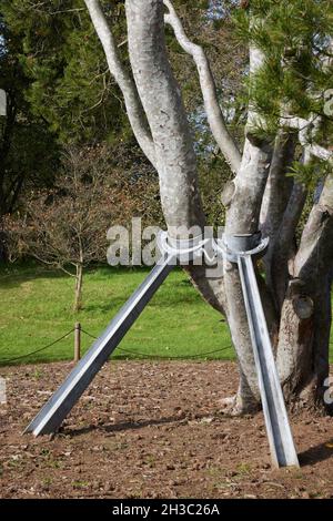 Unterstützung für Baumverzweigungen. Stockfoto