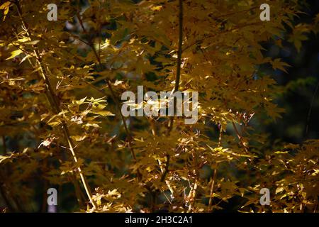 Acer palmatum Sangu kaku im Herbst gesehen. Stockfoto