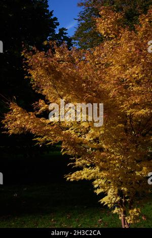 Acer palmatum Sangu kaku im Herbst gesehen. Stockfoto