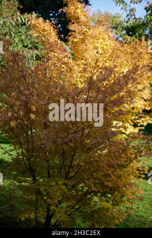 Acer palmatum Sangu kaku im Herbst gesehen. Stockfoto