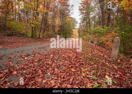 Herbstlaub im Oktober in Massachusetts mit Blättern auf der Straße während Herbstfarben durch den Wald Stockfoto