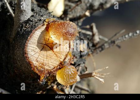 Detail von großen und glänzenden Harztropfen auf dem geschnittenen Stamm eines Baumes Stockfoto