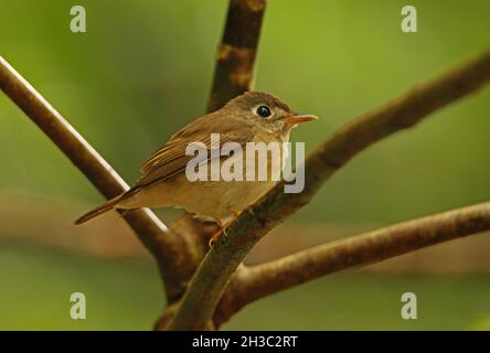 Braunreihiger Flycatcher (Muscicapa muttui) Erwachsener, der auf einem Ast des Sinharaja-Waldes in Sri Lanka thront Dezember Stockfoto