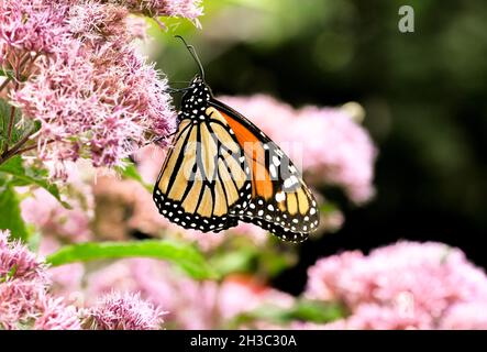 Monarchschmetterling (Danaus plexippus), der sich von den rosa Blüten von Joe-Pye Weed (Eupatorium pureum) ernährt. Seitenansicht. Speicherplatz kopieren. Stockfoto