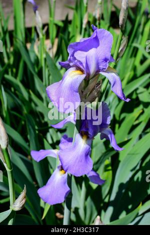Nahaufnahme einer blauen Irisblume auf Grün, in einem sonnigen Frühlingsgarten, schöner Blumenhintergrund im Freien, fotografiert mit weichem Fokus Stockfoto