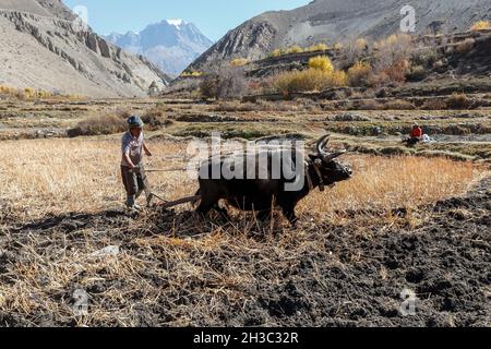 Kagbeni, Mustang District, Nepal - November 19, 2016 :Nepalesischer Mann bearbeitet sein Land mit Yaks und einem Holzpflug. Rustikaler Lebensstil im Himalaya. Stockfoto