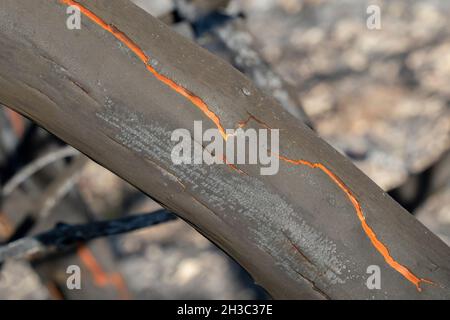 Ein verbrannter Erdbeerbaum-Stamm nach einem Waldbrand im mediterranen Wald auf den Judäa-Bergen in der Nähe von Jerusalem, Israel. Stockfoto