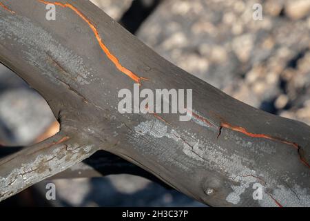 Ein verbrannter Erdbeerbaum-Stamm nach einem Waldbrand im mediterranen Wald auf den Judäa-Bergen in der Nähe von Jerusalem, Israel. Stockfoto