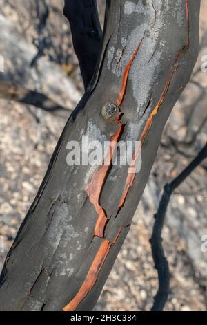 Ein verbrannter Erdbeerbaum-Stamm nach einem Waldbrand im mediterranen Wald auf den Judäa-Bergen in der Nähe von Jerusalem, Israel. Stockfoto