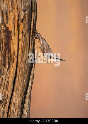 Eurasische Nuthatch, Hawick, Scottish Borders Stockfoto