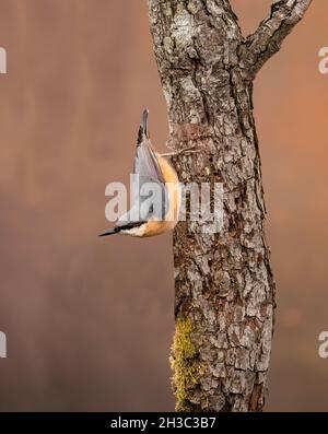 Eurasische Nuthatch, Hawick, Scottish Borders Stockfoto