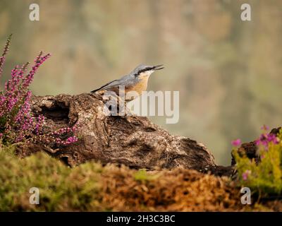 Eurasische Nuthatch, Hawick, Scottish Borders Stockfoto