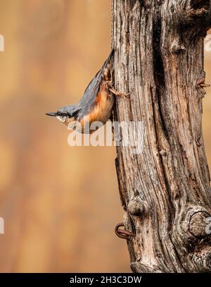 Eurasische Nuthatch, Hawick, Scottish Borders Stockfoto