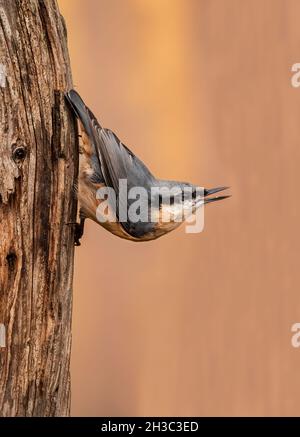 Eurasische Nuthatch, Hawick, Scottish Borders Stockfoto