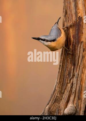 Eurasische Nuthatch, Hawick, Scottish Borders Stockfoto