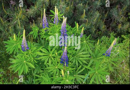 Lila Lupinen wachsen auf einem Feld in grünem Gras in Europa Stockfoto