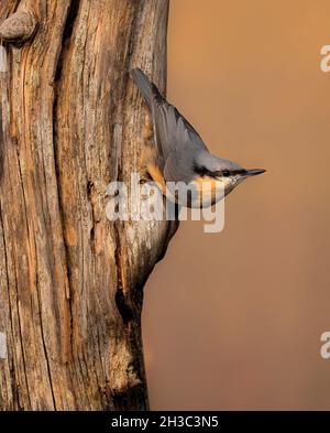 Eurasische Nuthatch, Hawick, Scottish Borders Stockfoto