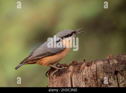 Eurasische Nuthatch, Hawick, Scottish Borders Stockfoto