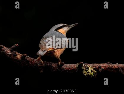 Eurasische Nuthatch, Hawick, Scottish Borders Stockfoto