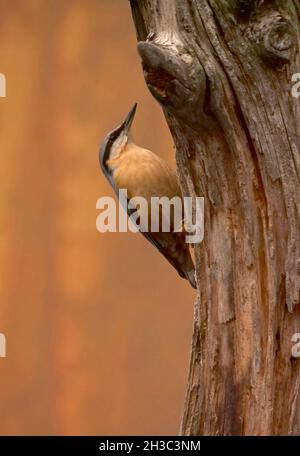 Eurasische Nuthatch, Hawick, Scottish Borders Stockfoto