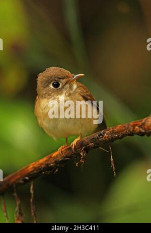 Braunreihiger Flycatcher (Muscicapa muttui) Erwachsener, der auf einem Ast des Sinharaja-Waldes in Sri Lanka thront Dezember Stockfoto