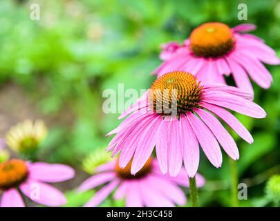 Violette Kegelblumen (Echinacea Purpurea) mit Kopierraum. Stockfoto