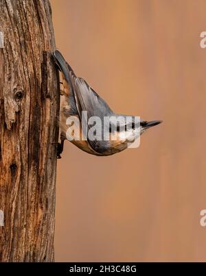 Eurasische Nuthatch, Hawick, Scottish Borders Stockfoto