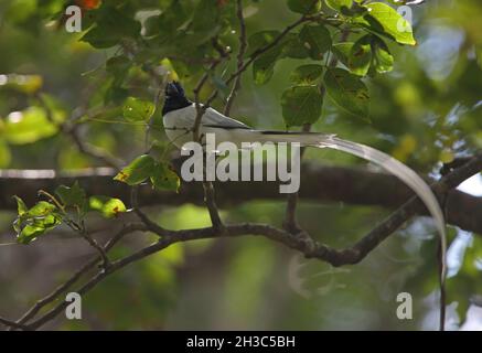 Indischer Paradies-Fliegenfänger (Terpsiphone paradisi ceylonensis) erwachsenes weißes morphes Männchen, das im Baum Sri Lanka thront Dezember Stockfoto