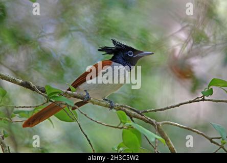 Indischer Paradies-Fliegenfänger (Terpsiphone paradisi ceylonensis) subadulter Mann, der auf dem Zweig Sri Lanka thront Dezember Stockfoto