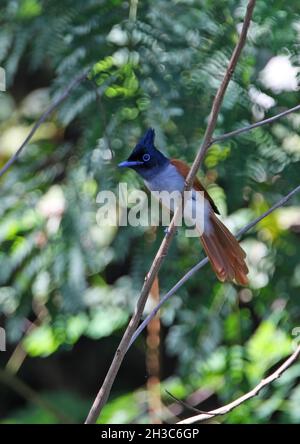 Indischer Paradies-Fliegenfänger (Terpsiphone paradisi ceylonensis) erwachsenes Weibchen, das auf dem Zweig Sri Lanka thront Dezember Stockfoto