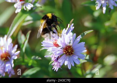 Weibliche, weiße Schwanzbiene (Bombus lucorum) auf einer hellrosa Blume Stockfoto