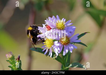 Weibliche, weiße Schwanzbiene (Bombus lucorum) auf einer hellrosa Blume Stockfoto