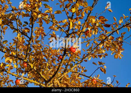 Herbstliche Landschaft mit wunderschönen reifen Äpfeln auf dem Apfelbaum mit goldenen Herbstblättern an einem sonnigen Oktobertag Stockfoto