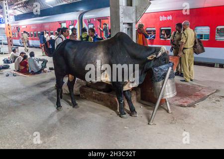 VARANASI, INDIEN - 25. OKTOBER 2016: Kuh frisst Müll am Bahnhof Varanasi Junction, Indien Stockfoto