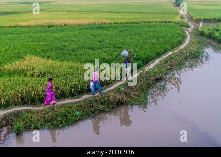 BIHAR-STAAT, INDIEN - 26. OKTOBER 2016: Lokale Bauern überqueren Reisfeld Bereich im Bundesstaat Bihar von Indien. Stockfoto