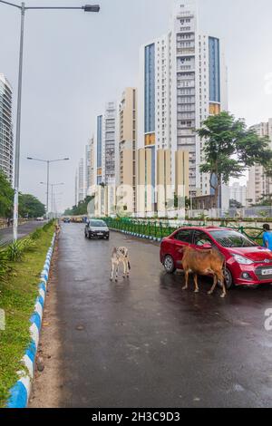 KALKUTTA, INDIEN - 28. OKTOBER 2016: Blick auf Kühe auf einer Straße in der Nähe von Uniworld City Entwicklung in Kalkutta, Indien Stockfoto