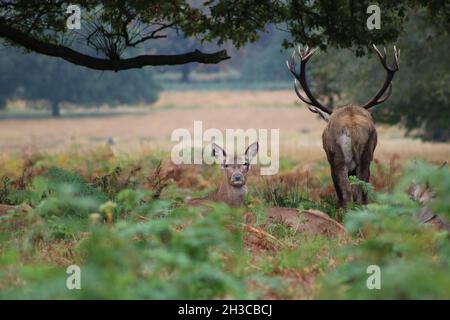 Hirsch mit Geweih neben der im Herbst im Wald sitzenden Hirschschwalbe Stockfoto