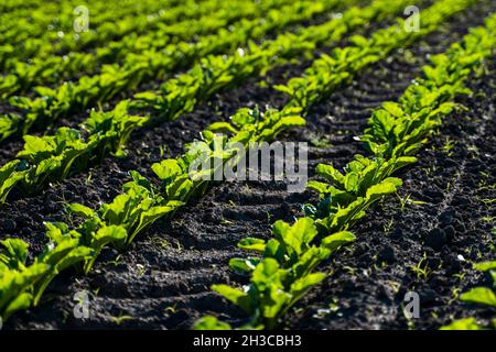 Nahaufnahme von jungen Zuckerrübenpflanzen in konvergierenden langen Linien, die in dem kürzlich kultivierten Boden auf einem Bauernhof wachsen. Agrarbereich. Stockfoto