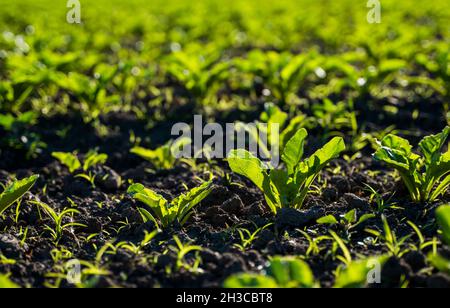 Nahaufnahme der jungen Zuckerrübenwurzel, die in einem Sommer auf befruchteten Böden wächst. Zuckerrübenpflanzen Feld. Agrarbereich. Stockfoto