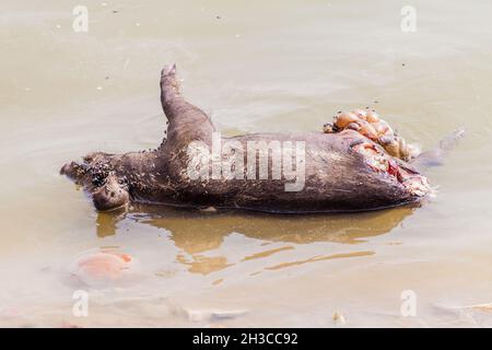 Verfallendes totes Schwein im Fluss Ganges in Varanasi, Indien Stockfoto