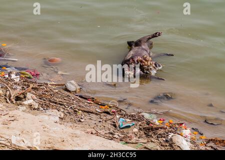 Verfallendes totes Schwein im Fluss Ganges in Varanasi, Indien Stockfoto