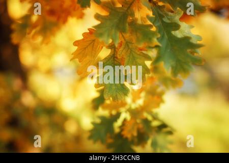 Goldener Herbst Ahorn Blätter Ansicht. Herbst Ahornblätter Hintergrund. Herbstlaub aus Ahornholz. Stockfoto
