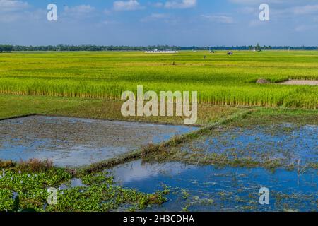 Reisfelder in der Nähe von Bogra, Bangladesch Stockfoto