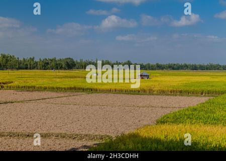 Reisfelder in der Nähe von Bogra, Bangladesch Stockfoto