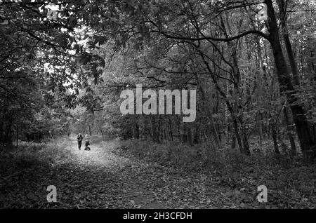 Menschen, die auf einem Reitweg durch einen typischen Wald im Sherwood Forest mit Laubbäumen wandern. Stockfoto