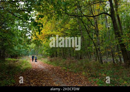 Menschen, die auf einem Reitweg durch einen typischen Wald im Sherwood Forest mit Laubbäumen wandern. Stockfoto