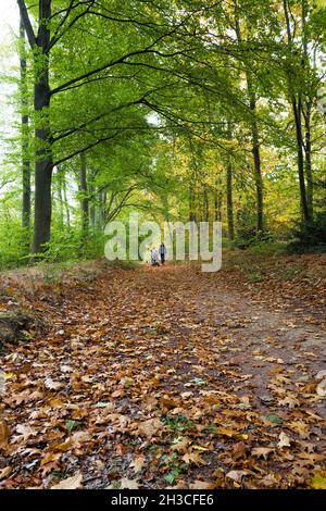 Menschen, die auf einem Reitweg durch einen typischen Wald im Sherwood Forest mit Laubbäumen wandern. Stockfoto