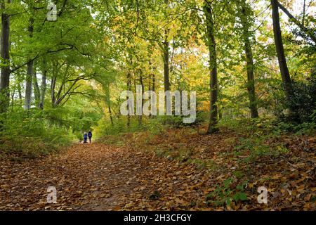 Menschen, die auf einem Reitweg durch einen typischen Wald im Sherwood Forest mit Laubbäumen wandern. Stockfoto