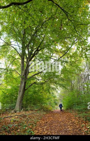 Person zu Fuß auf einem Reitweg durch einen typischen Wald in Sherwood Forest Laubbäume. Stockfoto