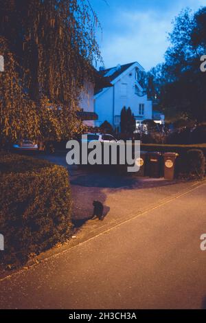 Eine schwarze Katze auf der Straße, beleuchtet von gelbem Licht. Mülleimer und Autos sind im Hintergrund. Stockfoto